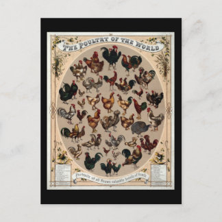 The poultry of the world postcard