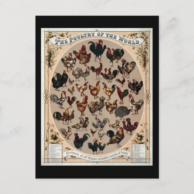 The poultry of the world postcard (Front)
