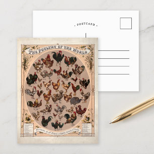 The Poultry of the World Vintage Chicken Breeds Postcard