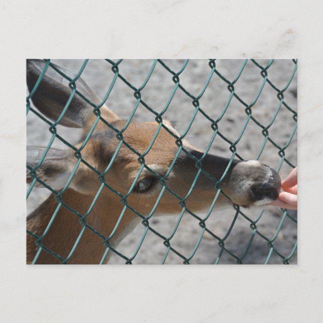 The Precious Deer - Postcard (Front)