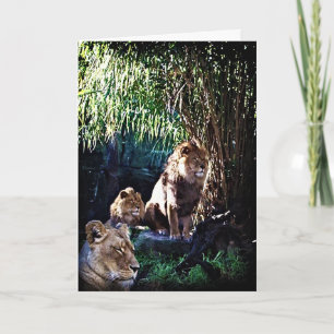 The Pride, greeting card