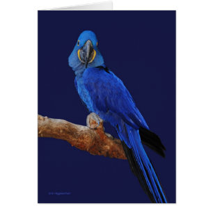 The Prince of Parrots