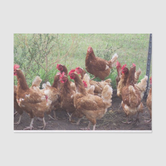 The Procession (of Chickens) Tissue Paper (Front)