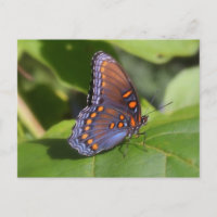"The Proud One" Butterfly Photography
