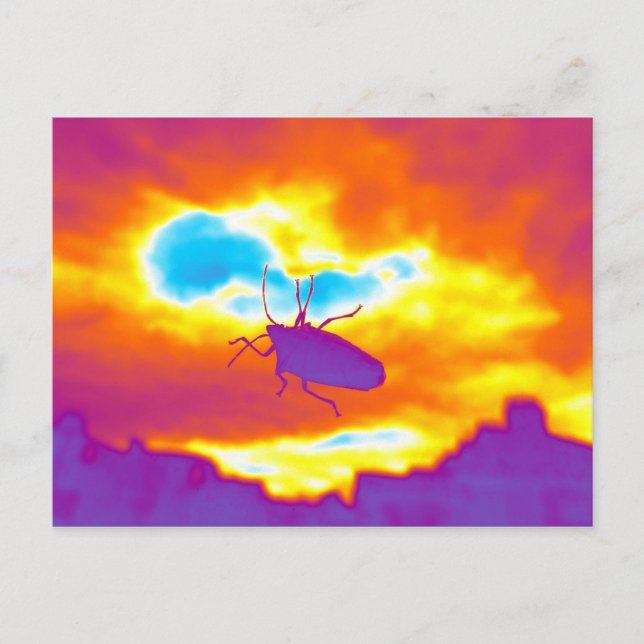 The Psychedelic Bug Postcard (Front)