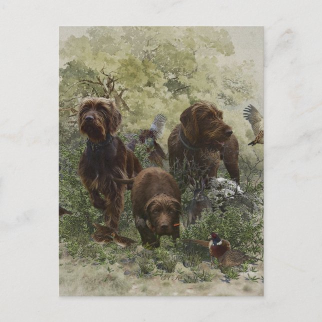 The Pudelpointer       Postcard (Front)