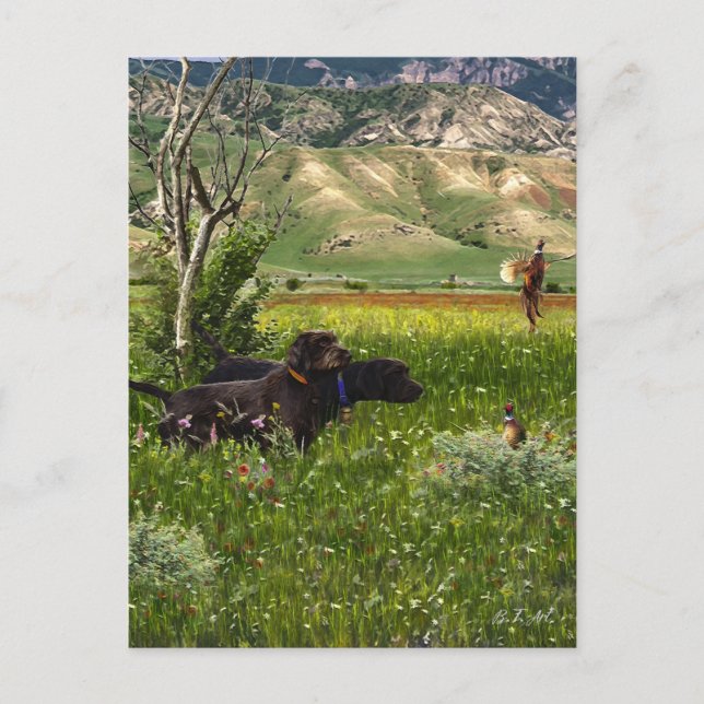 The Pudelpointer  Postcard (Front)