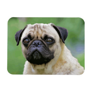 The Pug Dog Magnet
