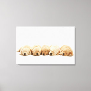 The puppies of the golden retriever canvas print