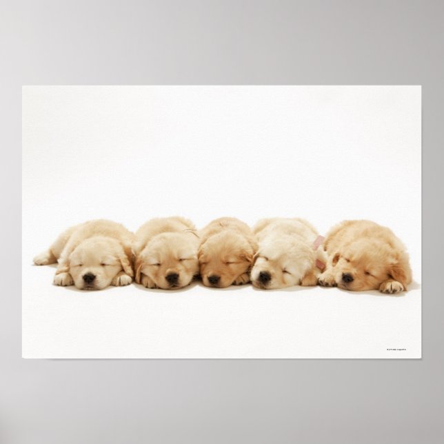 The puppies of the golden retriever poster (Front)
