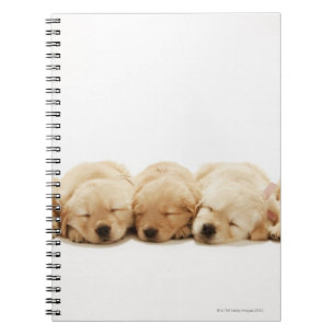 The puppies of the Golden Retriever Spiral Notebook