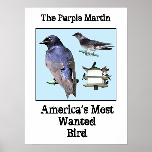 The Purple Martin Poster (Front)