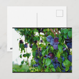 The Purple Plum Tree Postcard