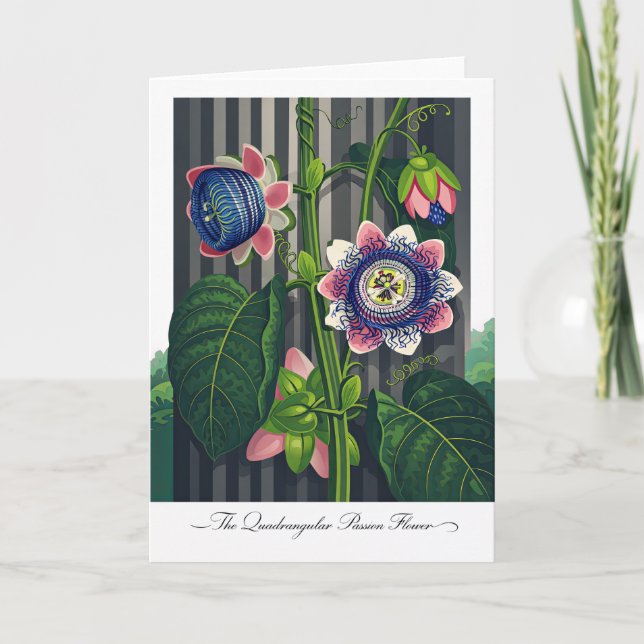 The Quadrangular Passion Flower Modern Botanical Card (Front)
