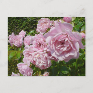 The Queen Of Sweden Roses Postcard
