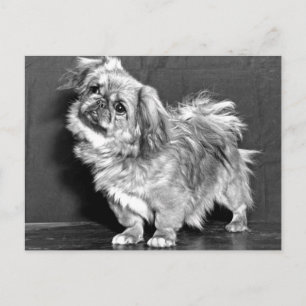 The Quizzicle Pekingese Postcard