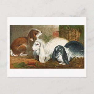 The Rabbit Trio Postcard