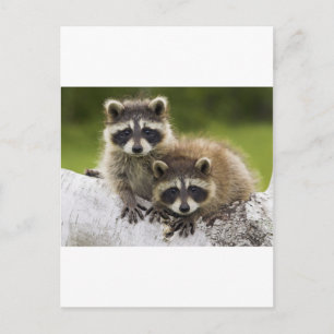The Racoon Couple Postcard