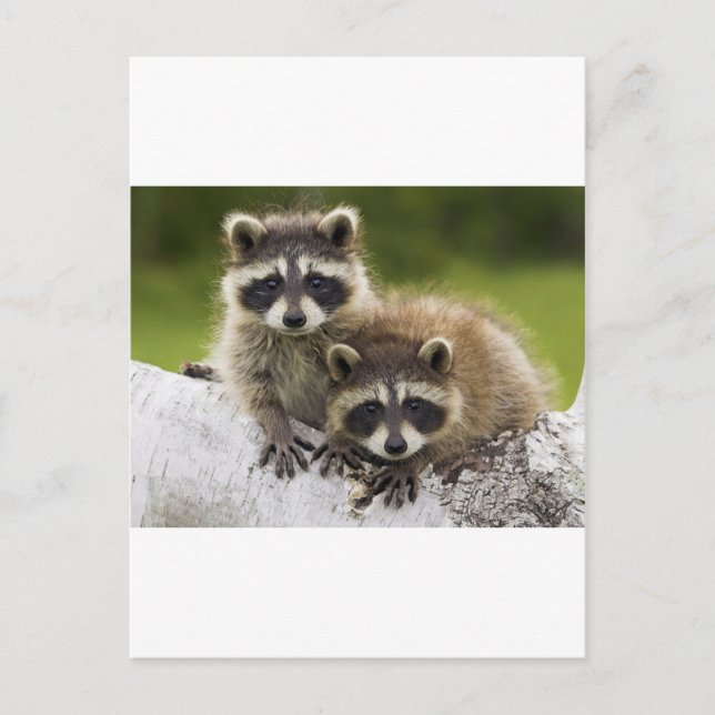 The Racoon Couple Postcard (Front)