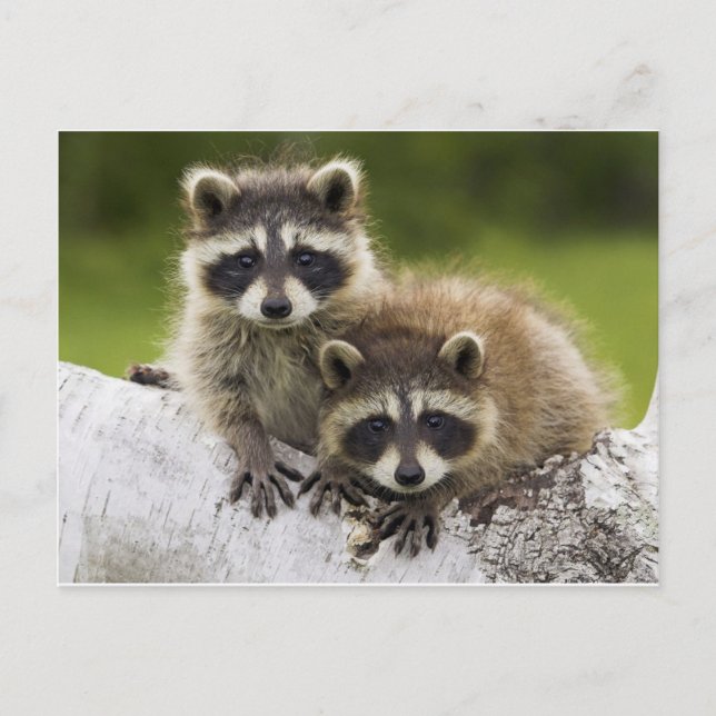 The Racoon Couple Postcard (Front)