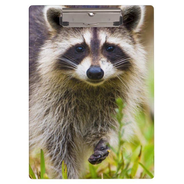 The racoon, Procyon lotor Clipboard (Front)