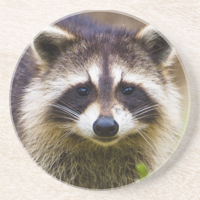 The racoon, Procyon lotor Coaster (Front)