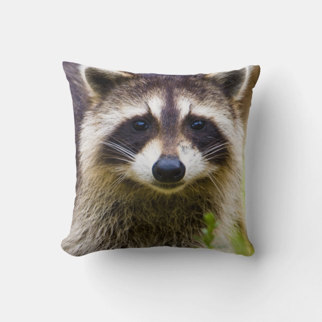 The racoon, Procyon lotor Cushion (Front)