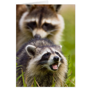 The racoon, Procyon lotor, is a widespread,