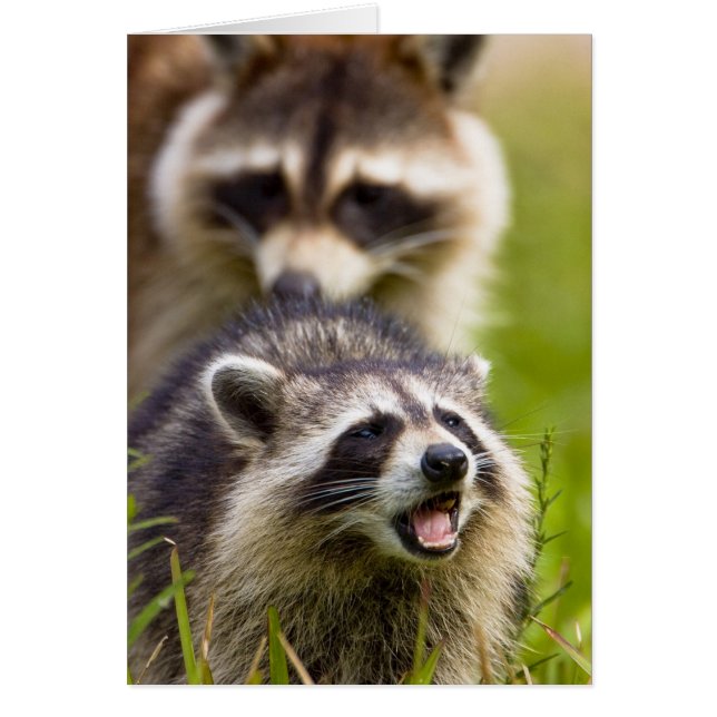 The racoon, Procyon lotor, is a widespread, (Front)