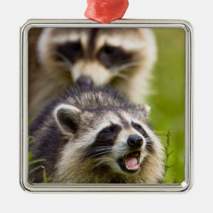The racoon, Procyon lotor, is a widespread, Metal Tree Decoration