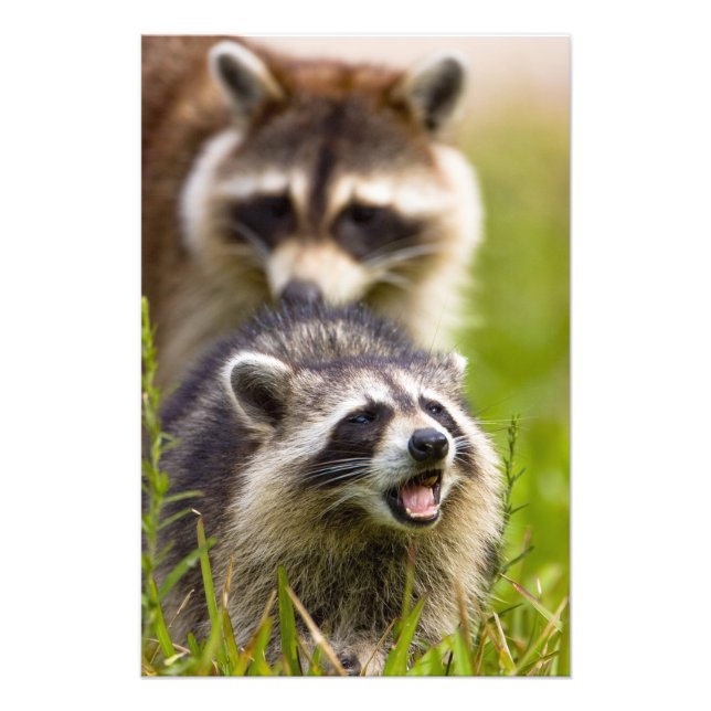 The racoon, Procyon lotor, is a widespread, Photo Print (Front)