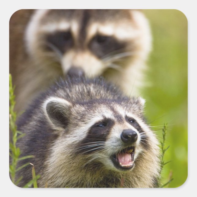 The racoon, Procyon lotor, is a widespread, Square Sticker (Front)