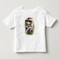 The racoon, Procyon lotor, is a widespread,