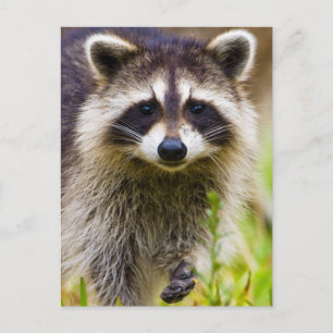 The racoon, Procyon lotor Postcard