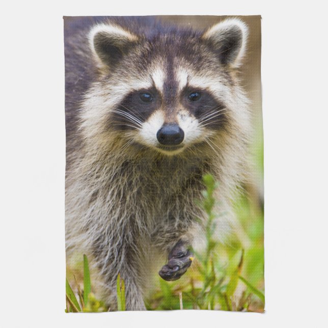 The racoon, Procyon lotor Tea Towel (Vertical)