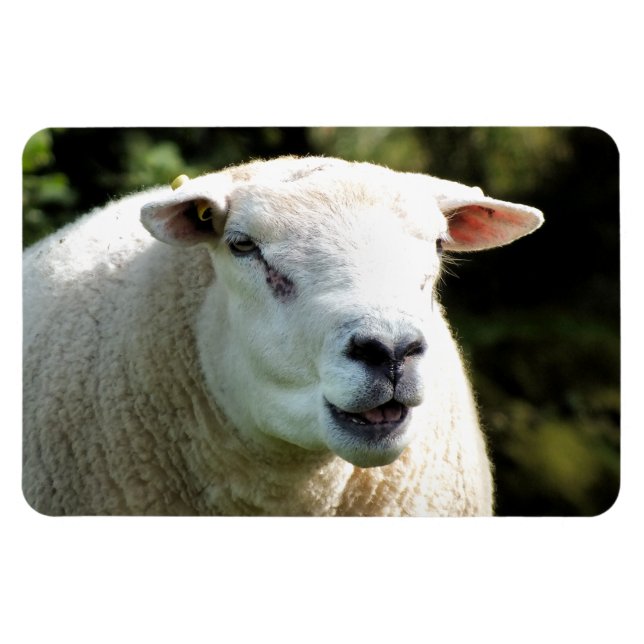 THE RAM MAGNET (Horizontal)