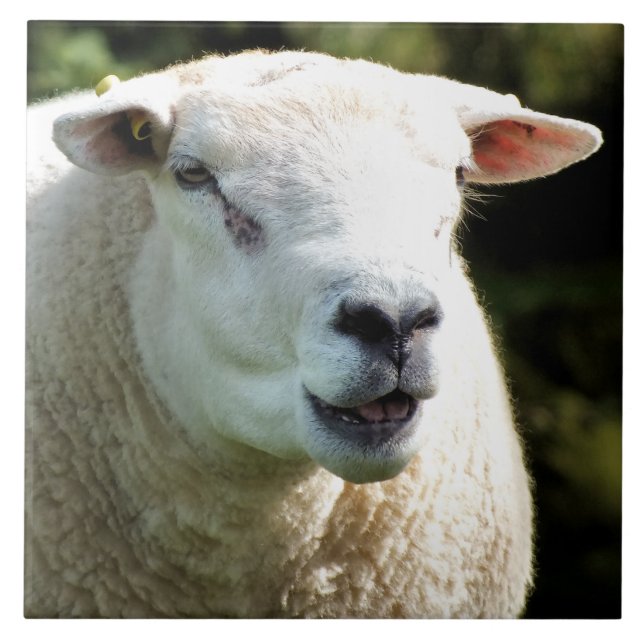 THE RAM TILE (Front)