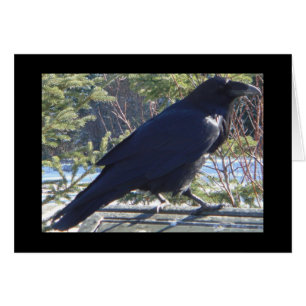 the Raven