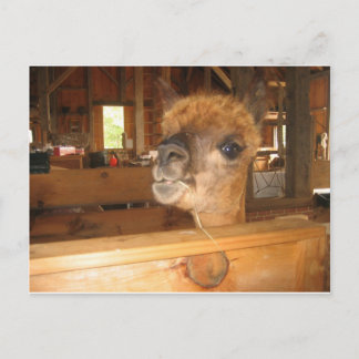 "the real money's in alpacas" postcard