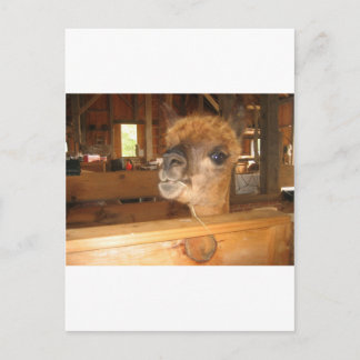 "the real money's in alpacas" postcard