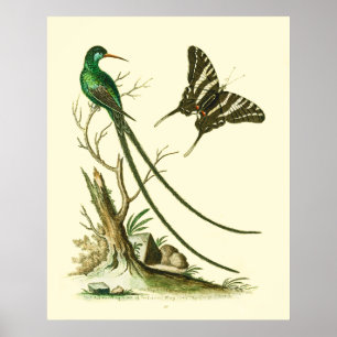 The Red-billed Streamertail Hummingbird Poster