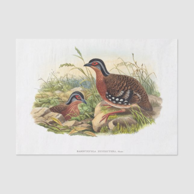 The red-breasted partridge Decoupage Tissue Paper (Front)