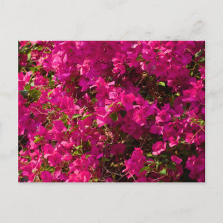 The red flowers of Luang Prabang Holiday Postcard