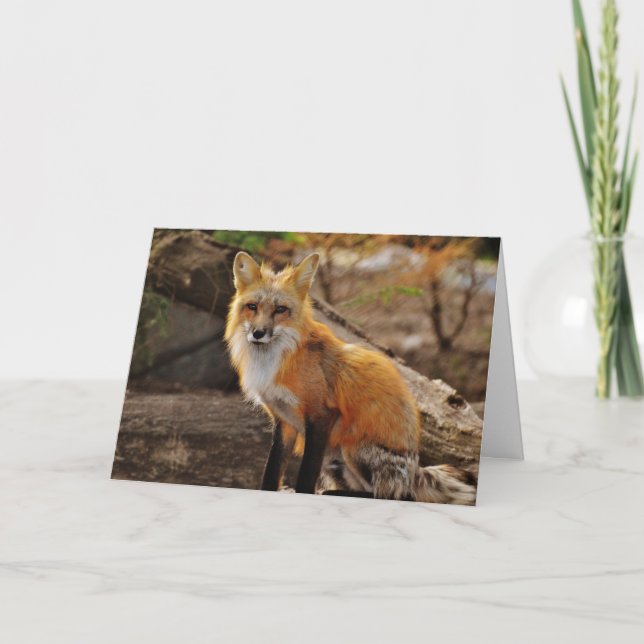 The Red Fox Valentine Card (Front)