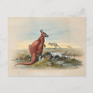 The Red Kangaroo by Joseph Wolf Postcard