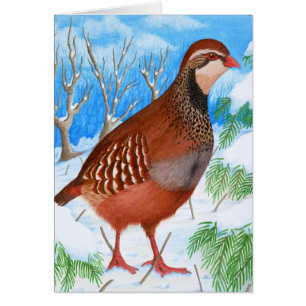 The Red-Legged Partridge