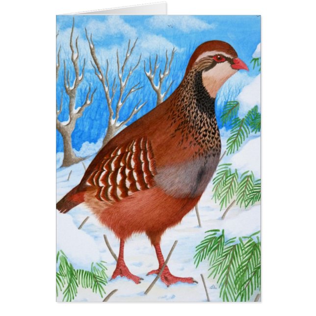 The Red-Legged Partridge (Front)