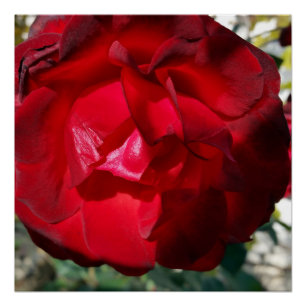 The red of autumn poster