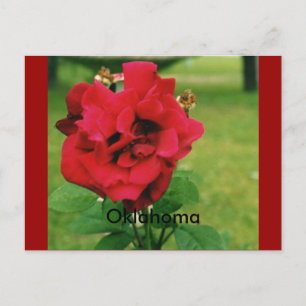 The Red Rose Postcard