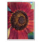 The Red Sunflower -All Occasion Cards